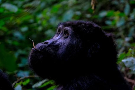 Donatie Nocore maakt nieuwe watervoorziening voor gorillas mogelijk